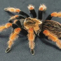 /img/15259-red-knee-tarantula-habitat.webp