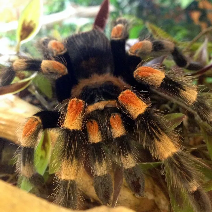 15259 tarantula molting