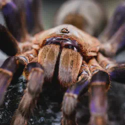 /img/15260-tarantula-water.webp