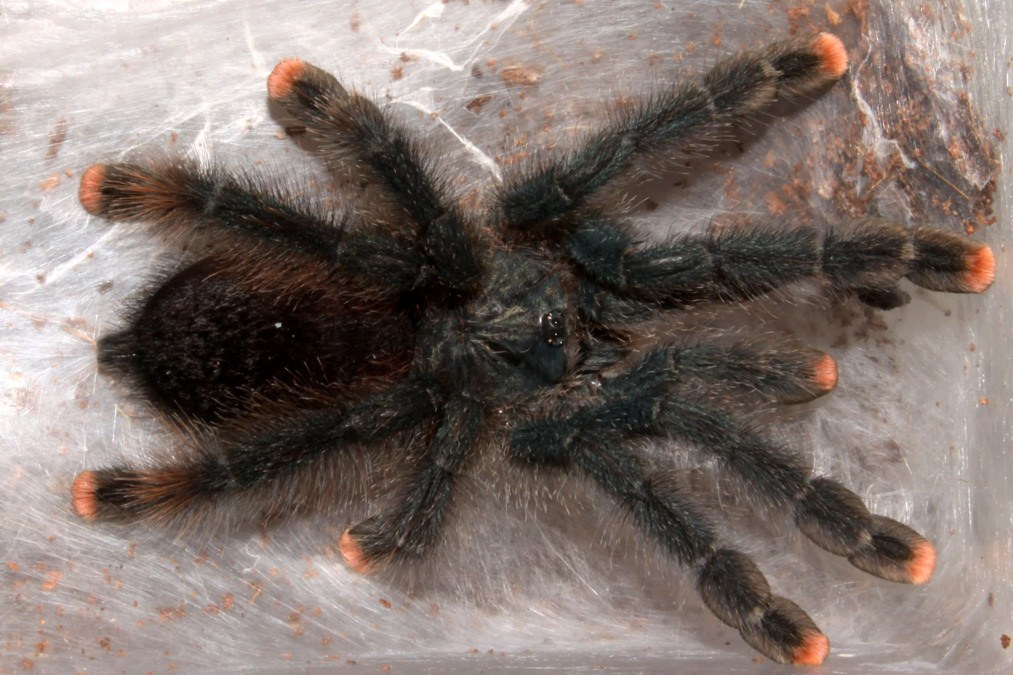 15262 curly hair tarantula