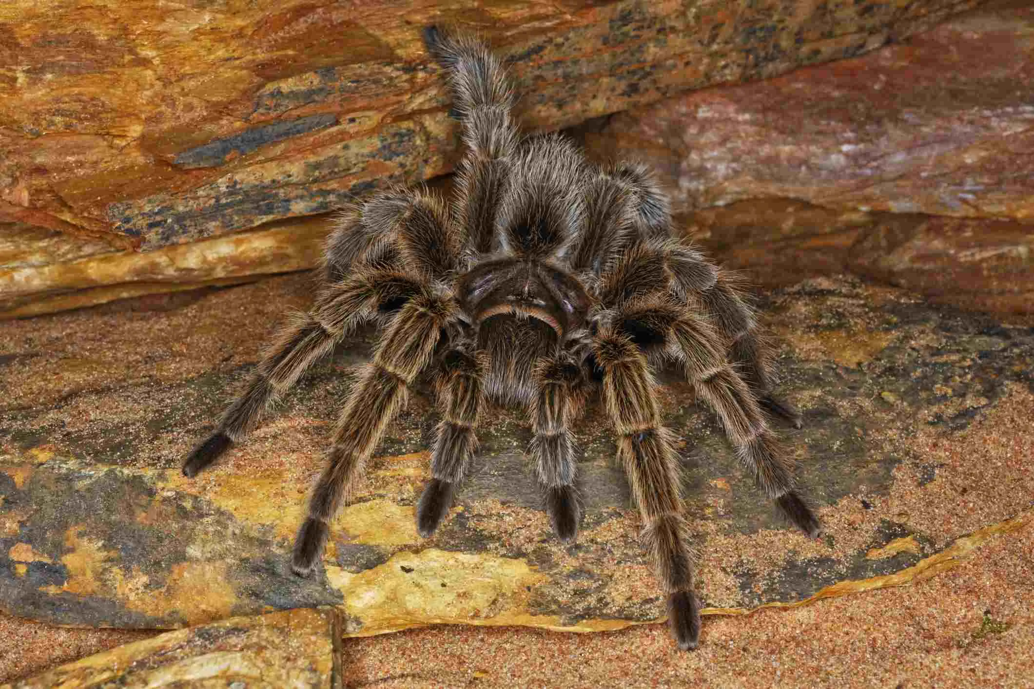 15262 pinktoe tarantula