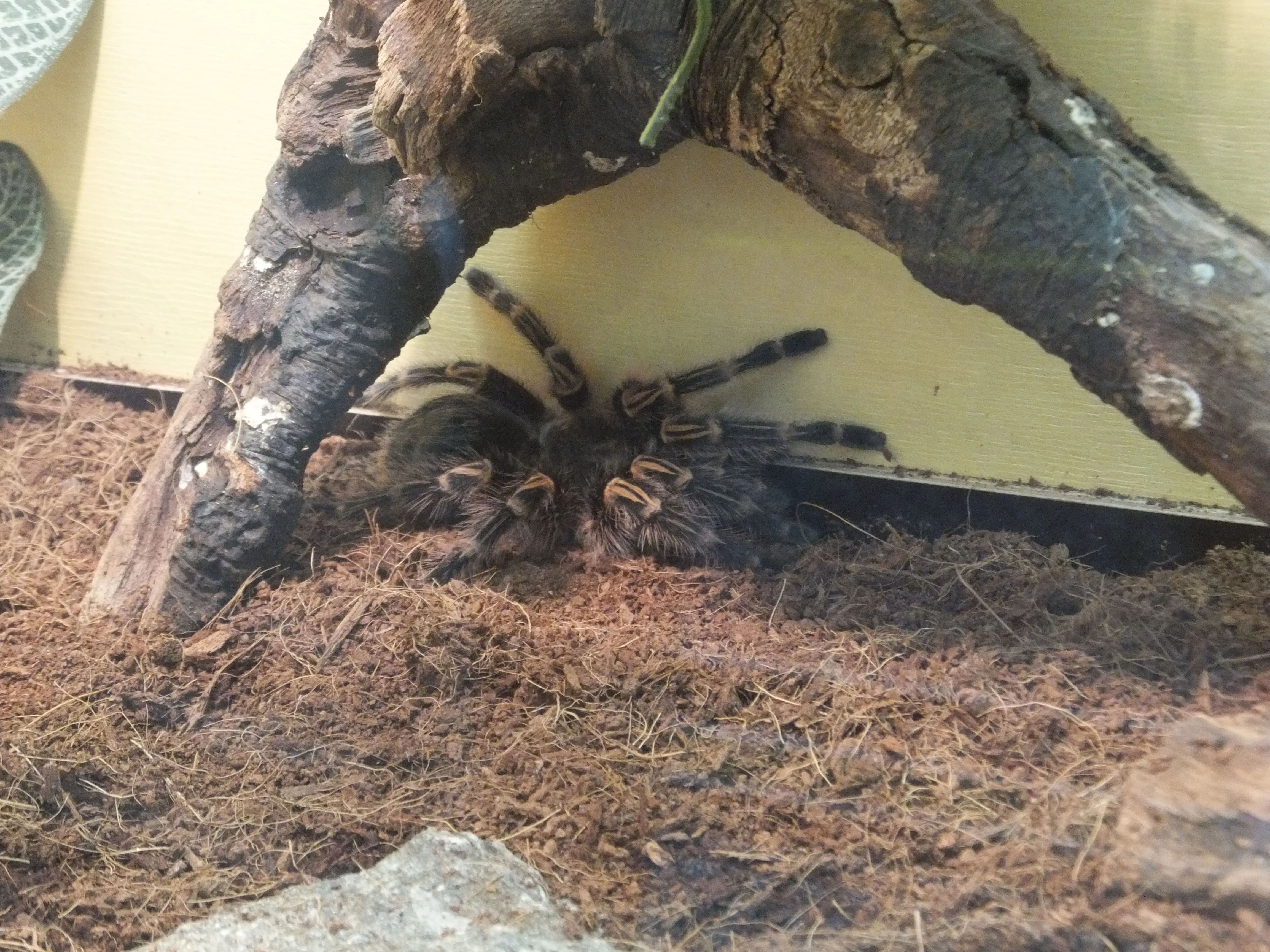 /img/15262-tarantula-feeding.webp