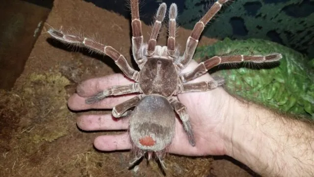 /img/15263-goliath-birdeater-myths.webp