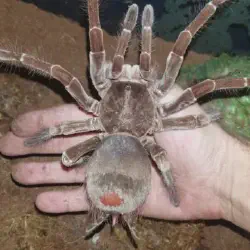 /img/15263-goliath-birdeater-myths.webp