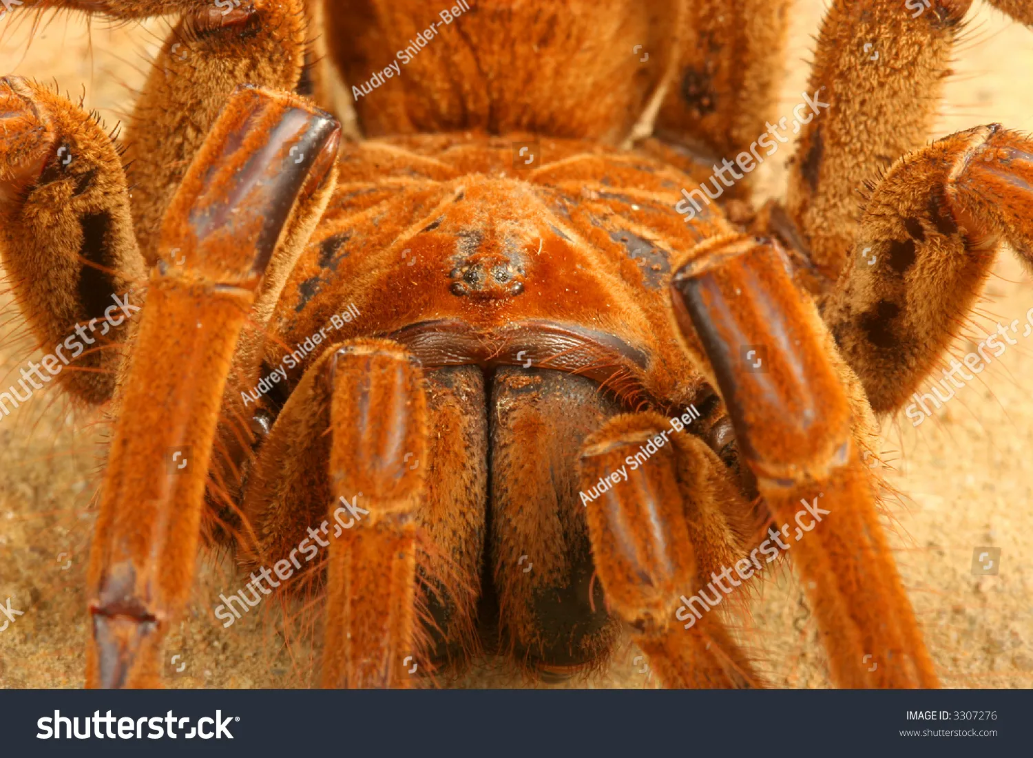 15263 goliath birdeater research