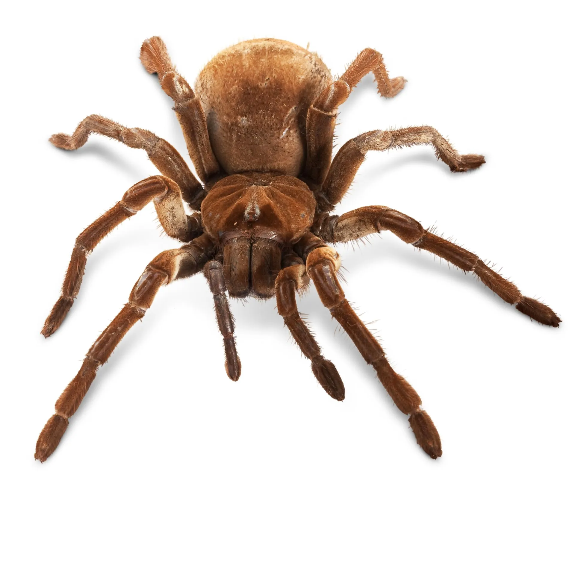 15263 goliath birdeater venom composition