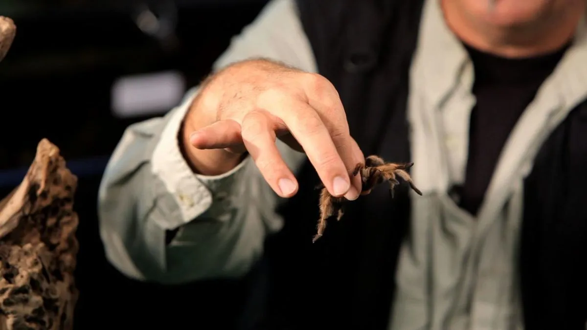 15264 gentle approach