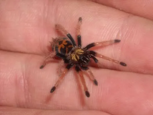 15266 healthy baby tarantula