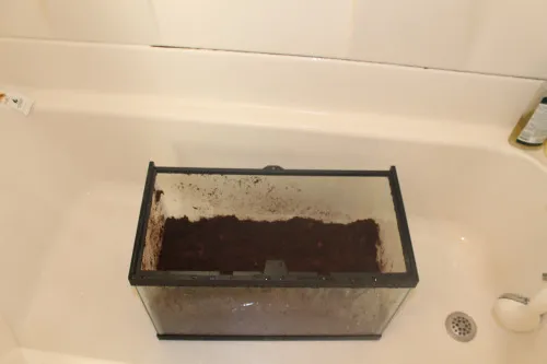 15267 cleaning tarantula tank step by step