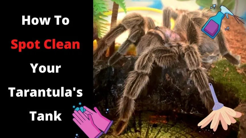 15267 dirty tarantula tank