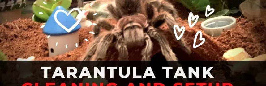 /img/15267-tarantula-happy-tank.webp