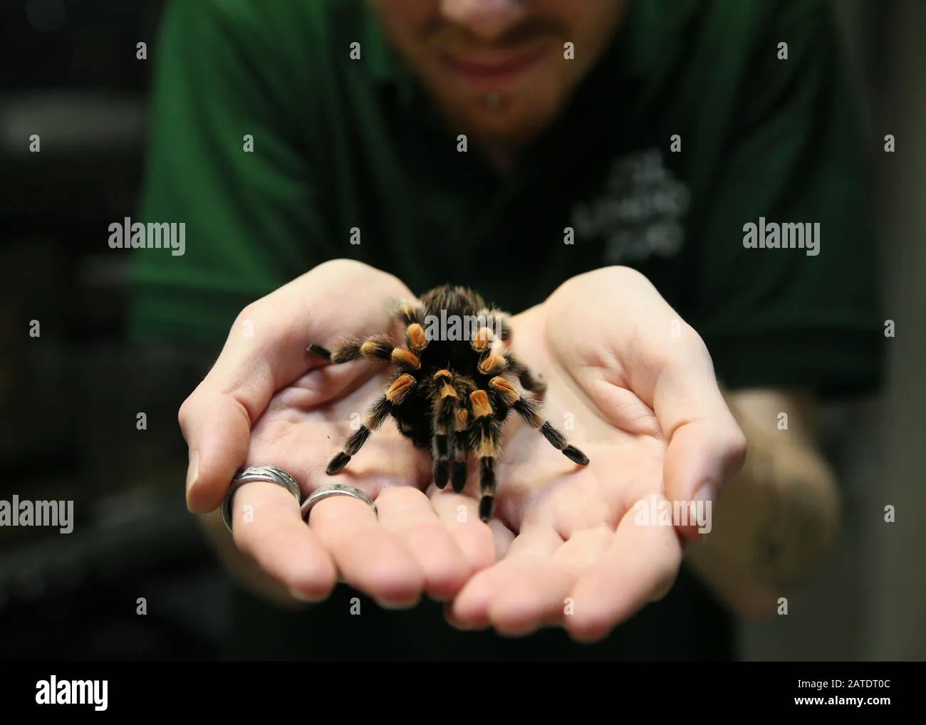 15269 tarantula longevity