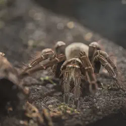 /img/15269-tarantula-sensitivity.webp