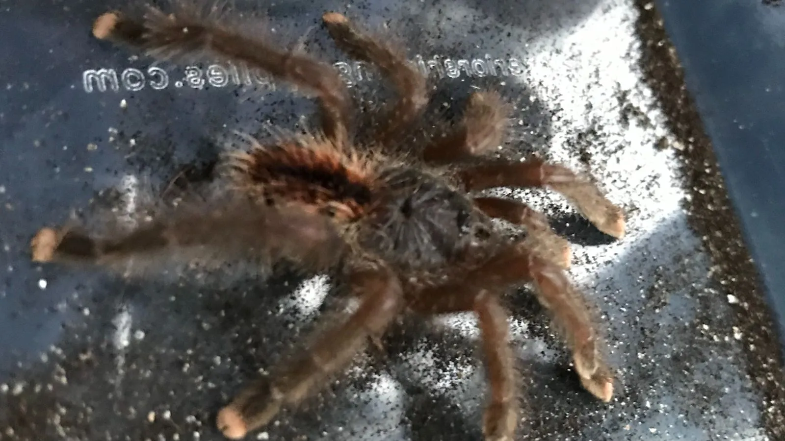 15269 tarantula venom