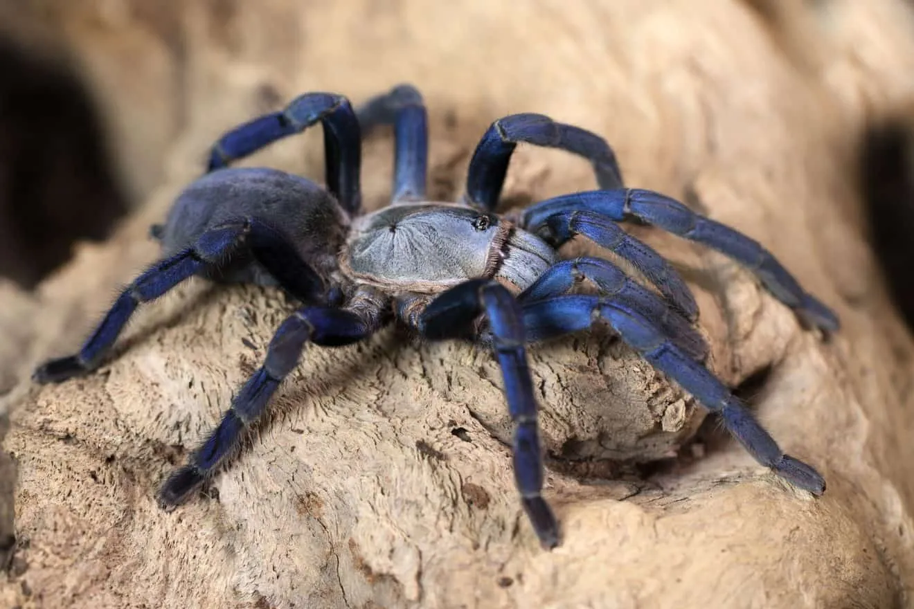 /img/15273-blue-tarantula-molting.webp