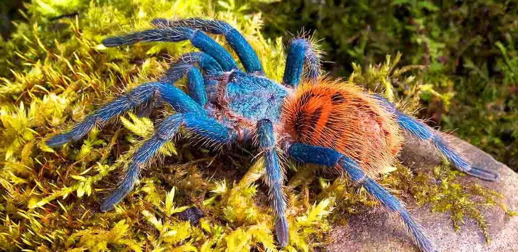 15273 feeding blue tarantula