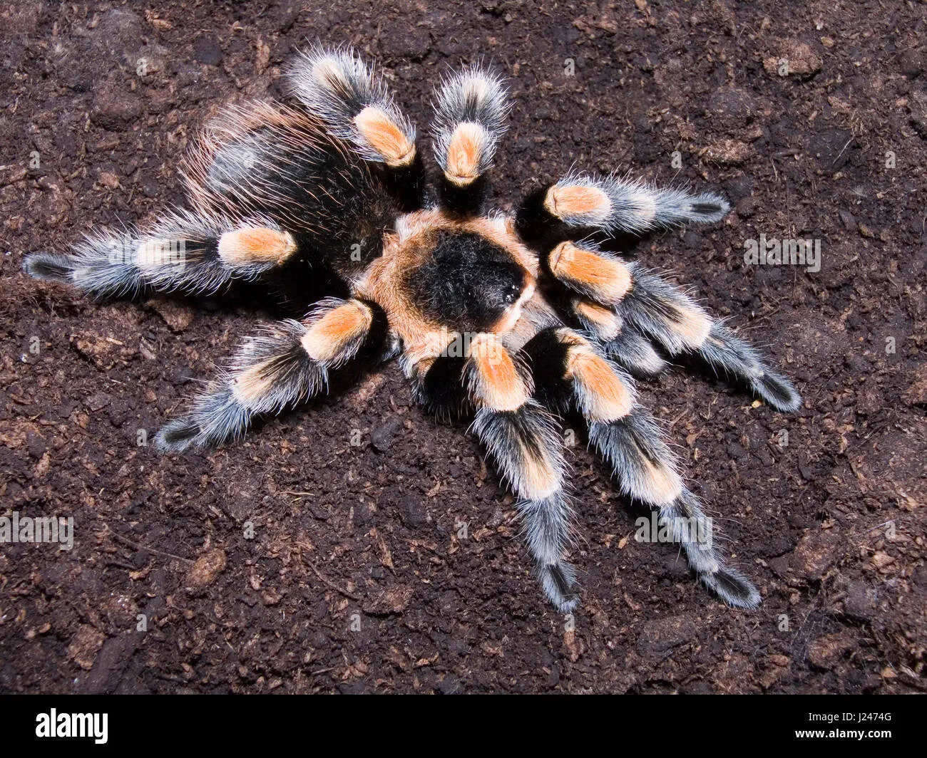 /img/15274-avoiding-tarantula-stress.webp