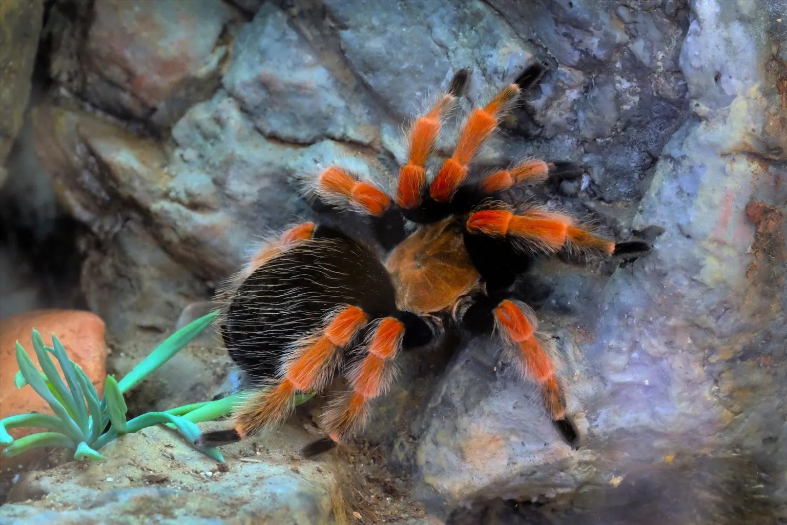 15274 gentle handling tarantula