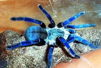 15275 cobalt blue tarantula habitat