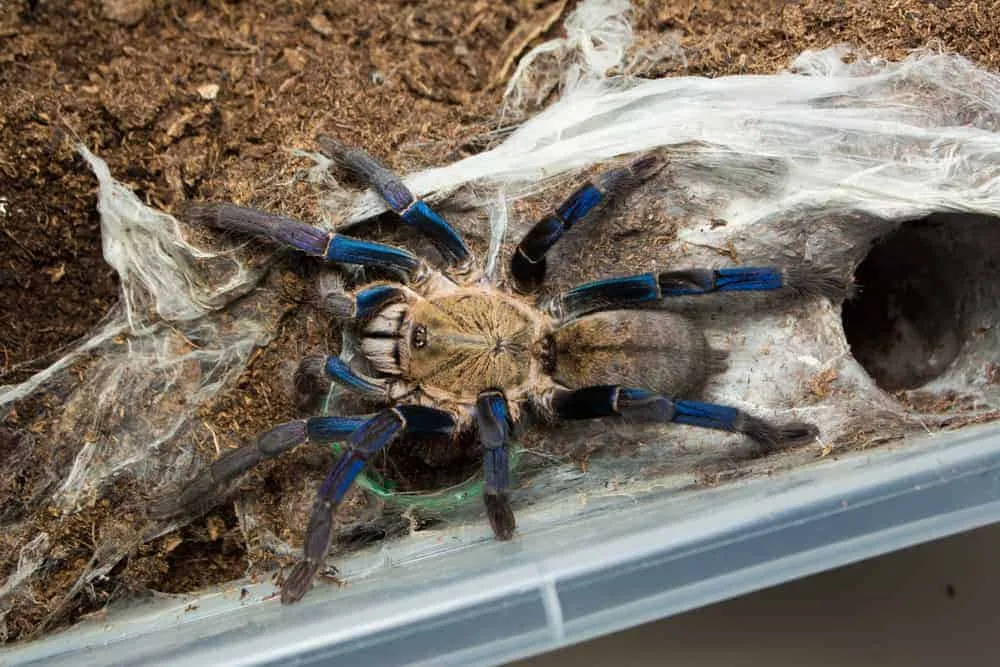 15275 cobalt blue tarantula molting