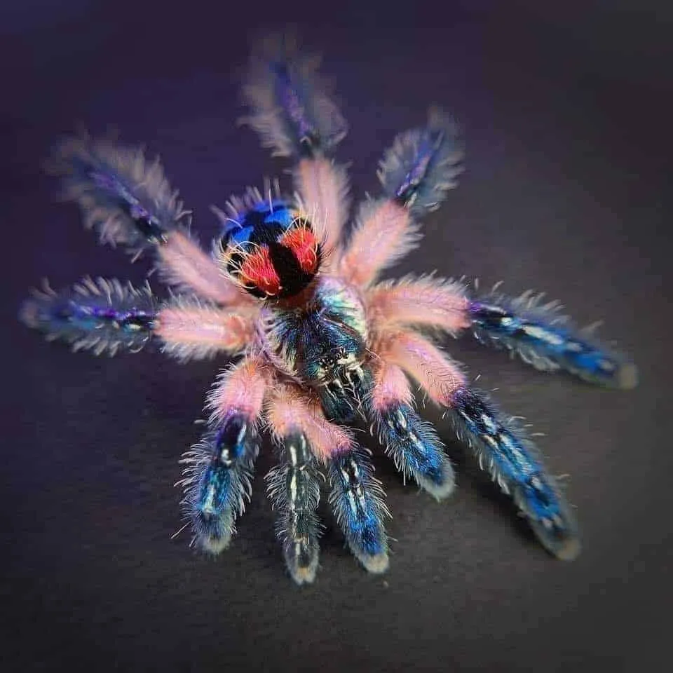 15276 brazilian beauty tarantula appearance