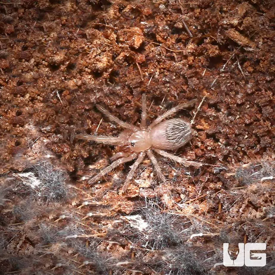 15276 brazilian beauty tarantula enclosure