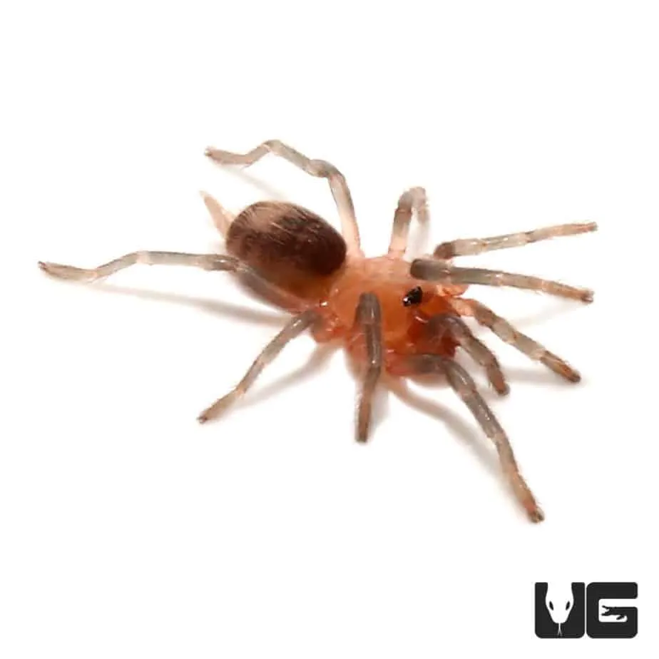 15276 brazilian beauty tarantula feeding