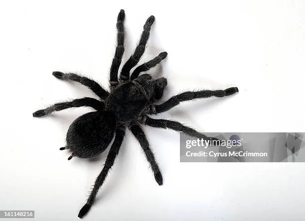 15276 brazilian beauty tarantula handling