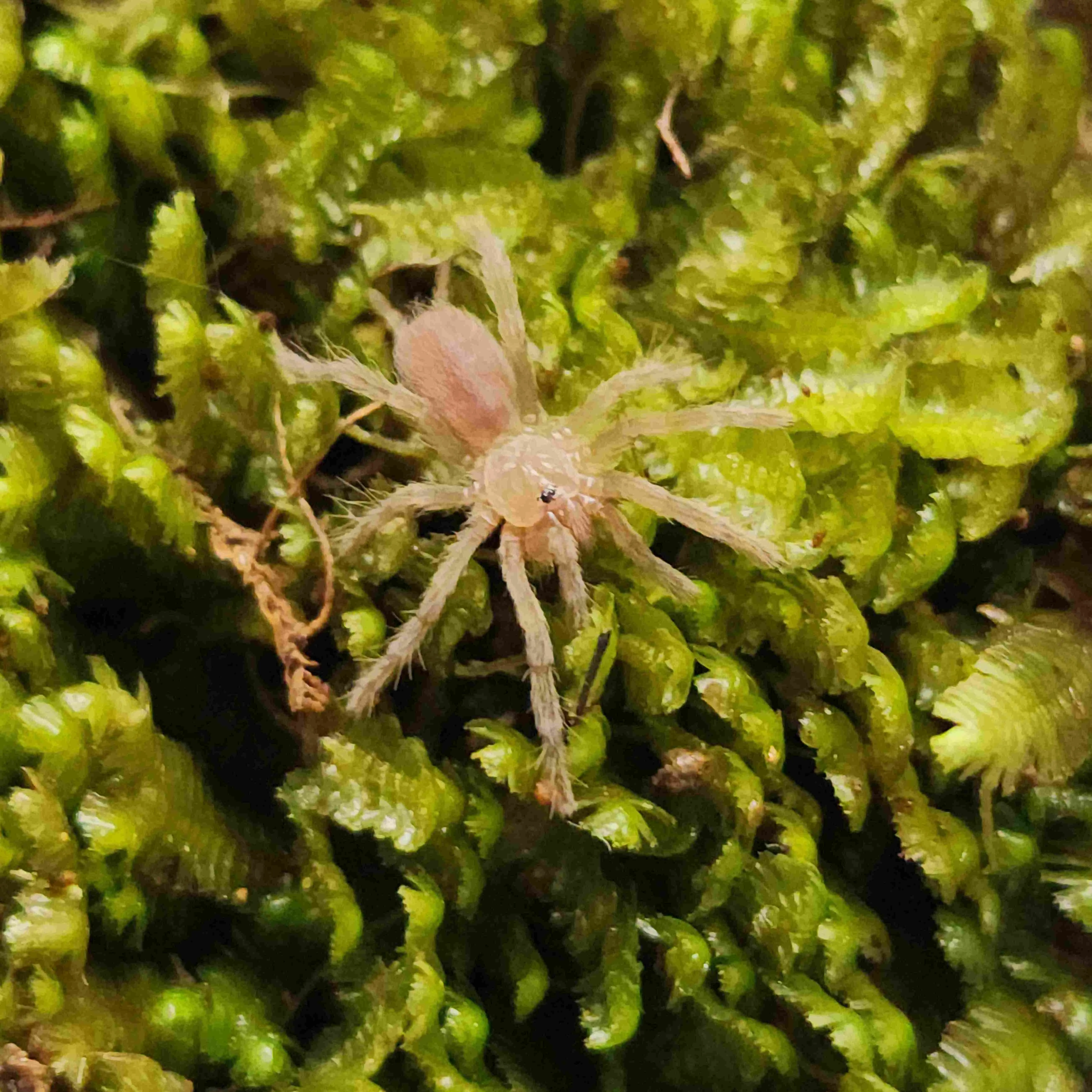 15277 selenotypus tarantula enclosure