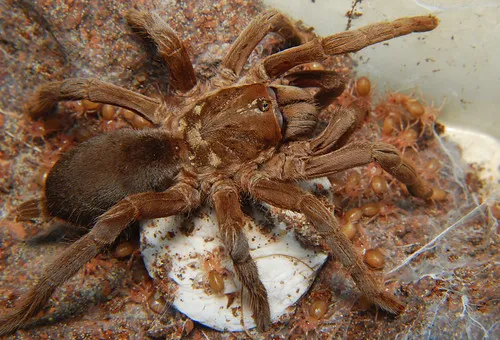 /img/15277-selenotypus-tarantula-enrichment.webp