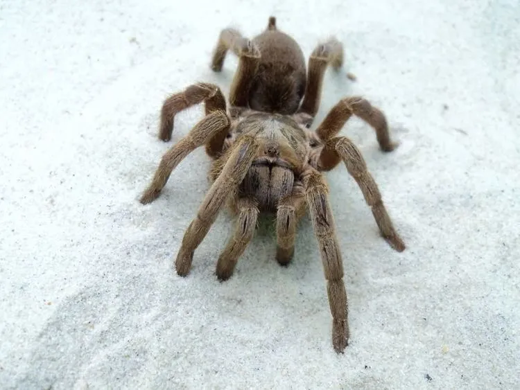 15277 selenotypus tarantula handling