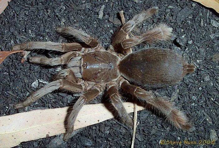 15277 selenotypus tarantula health