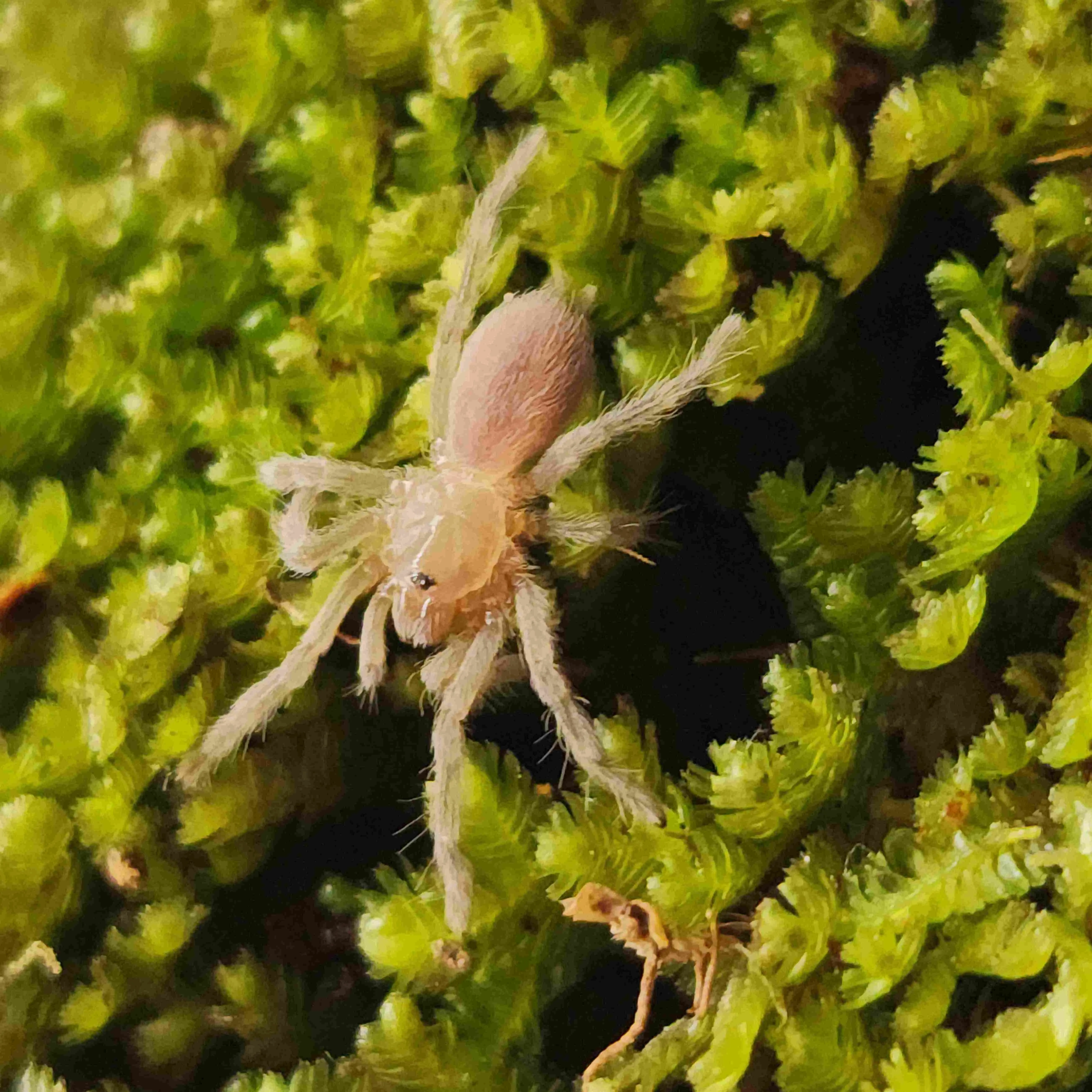 15277 selenotypus tarantula substrate