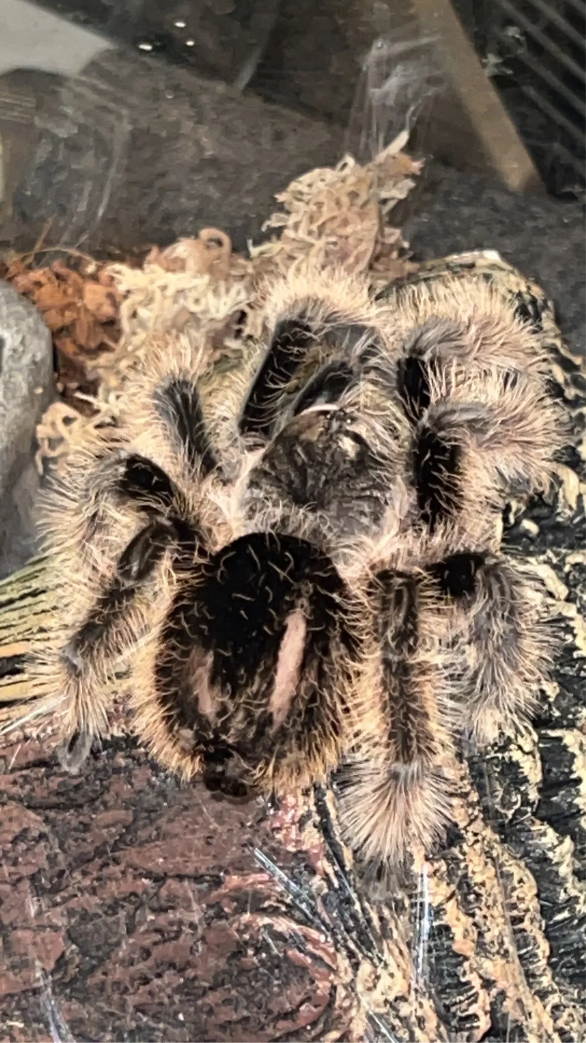 15278 tarantula abdomen anatomy