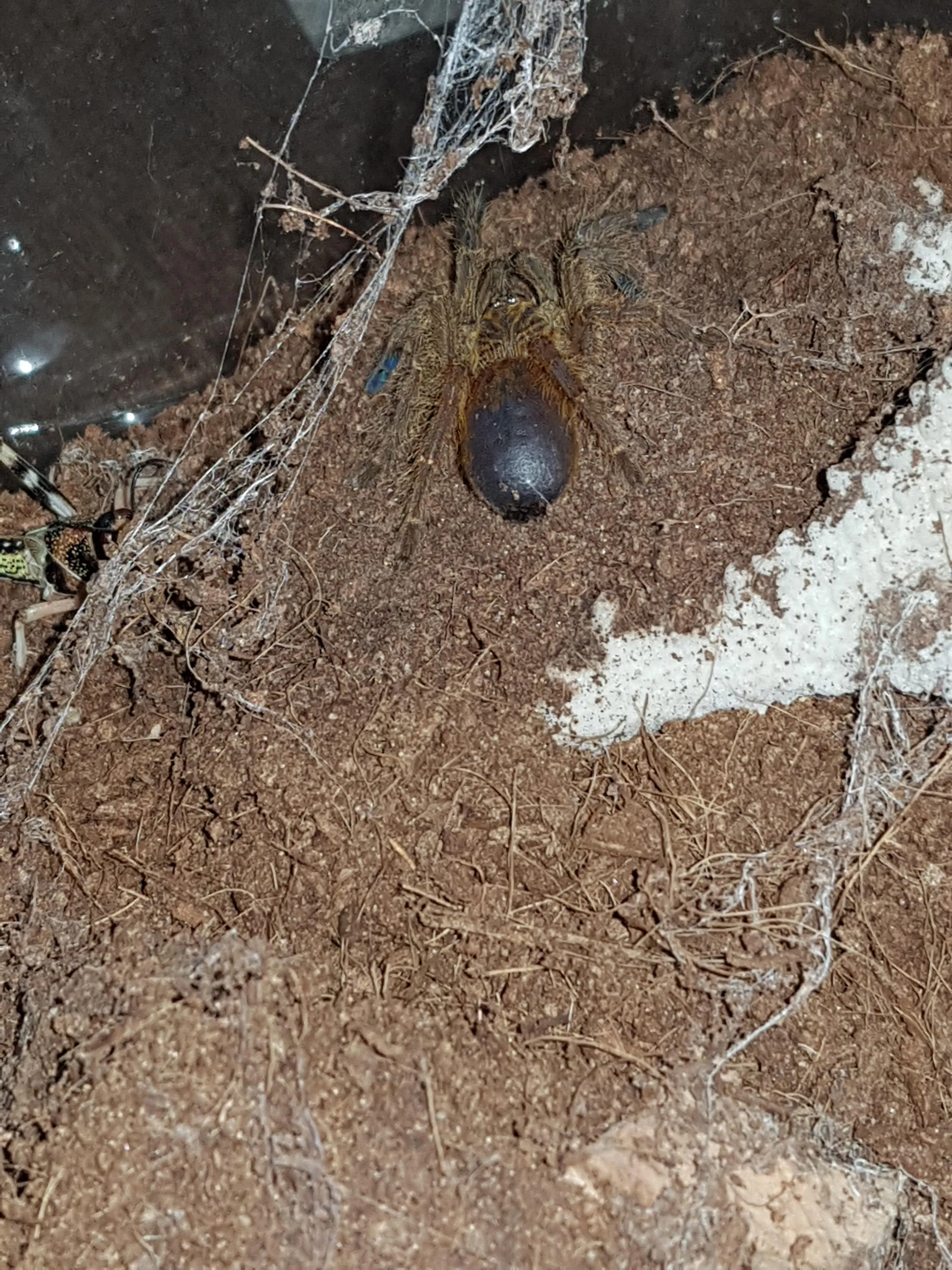 15278 tarantula environmental setup