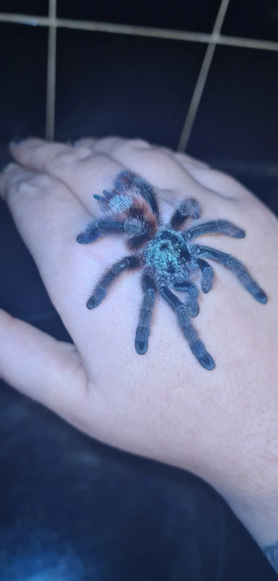 15278 tarantula healthy diet