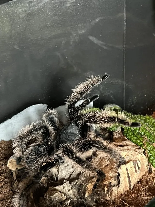 15278 tarantula molting process