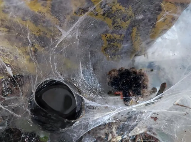 15278 tarantula stress factors