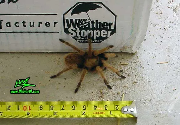 15281 measuring tarantula leg span