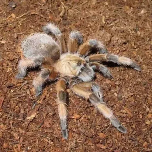 15282 rio grande gold tarantula close up