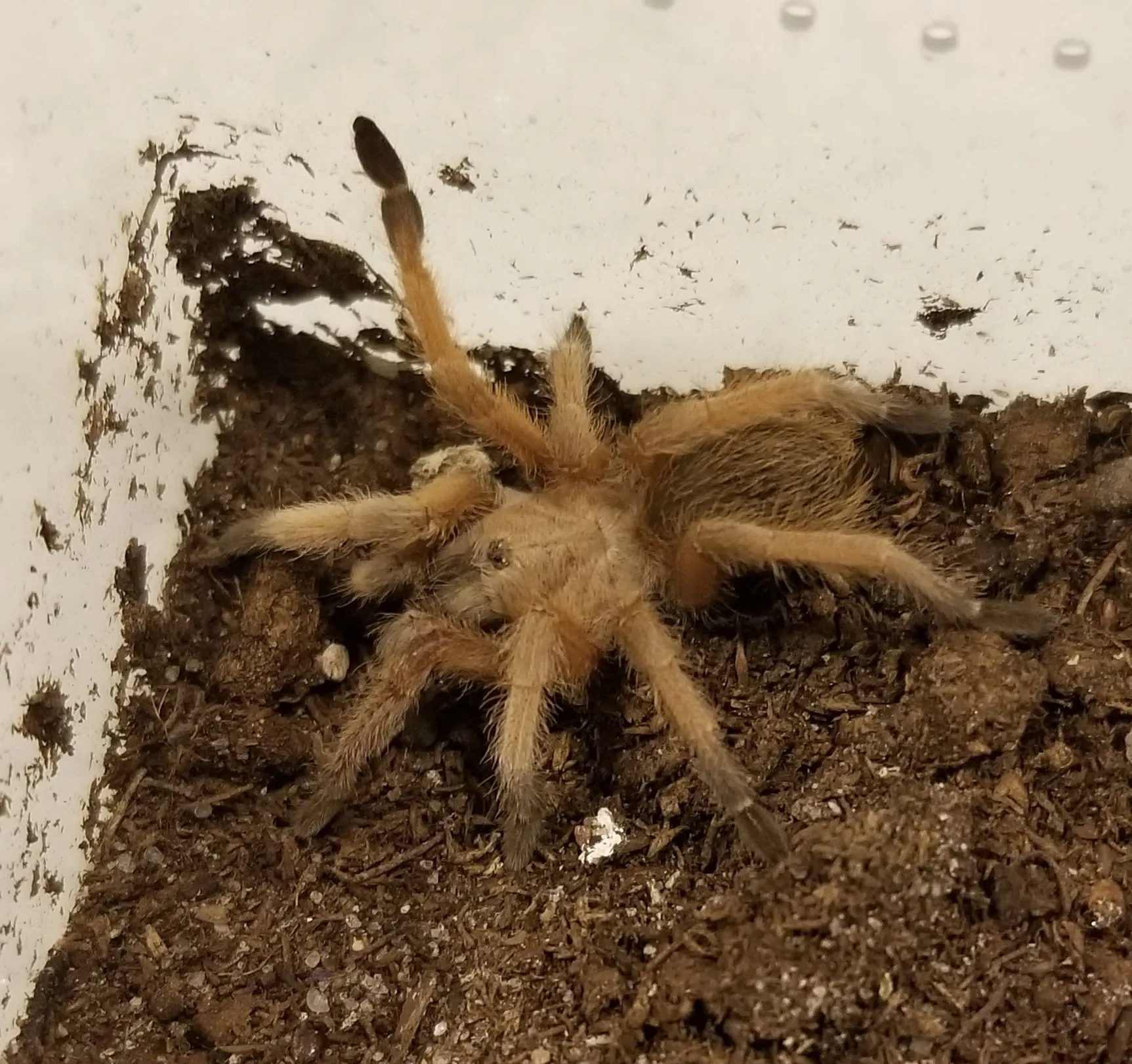 15282 tarantula handling safety