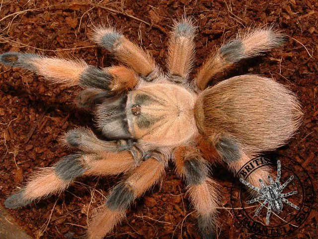 15282 tarantula molting process
