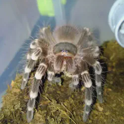 /img/15283-tarantula-feeding-habits.webp