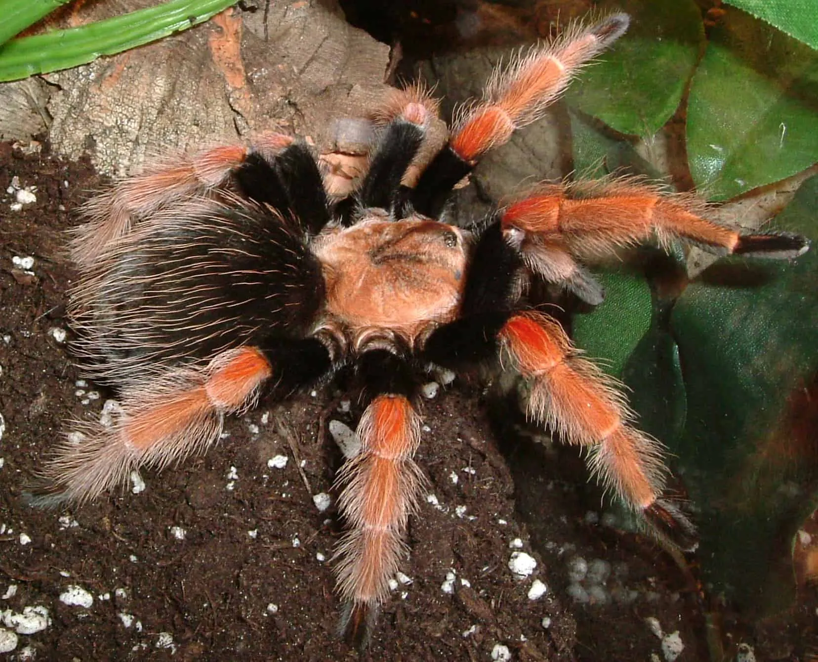 15285 mexican fireleg tarantula feeding