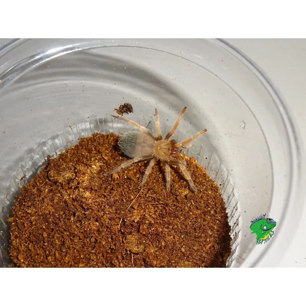 15285 mexican fireleg tarantula molting