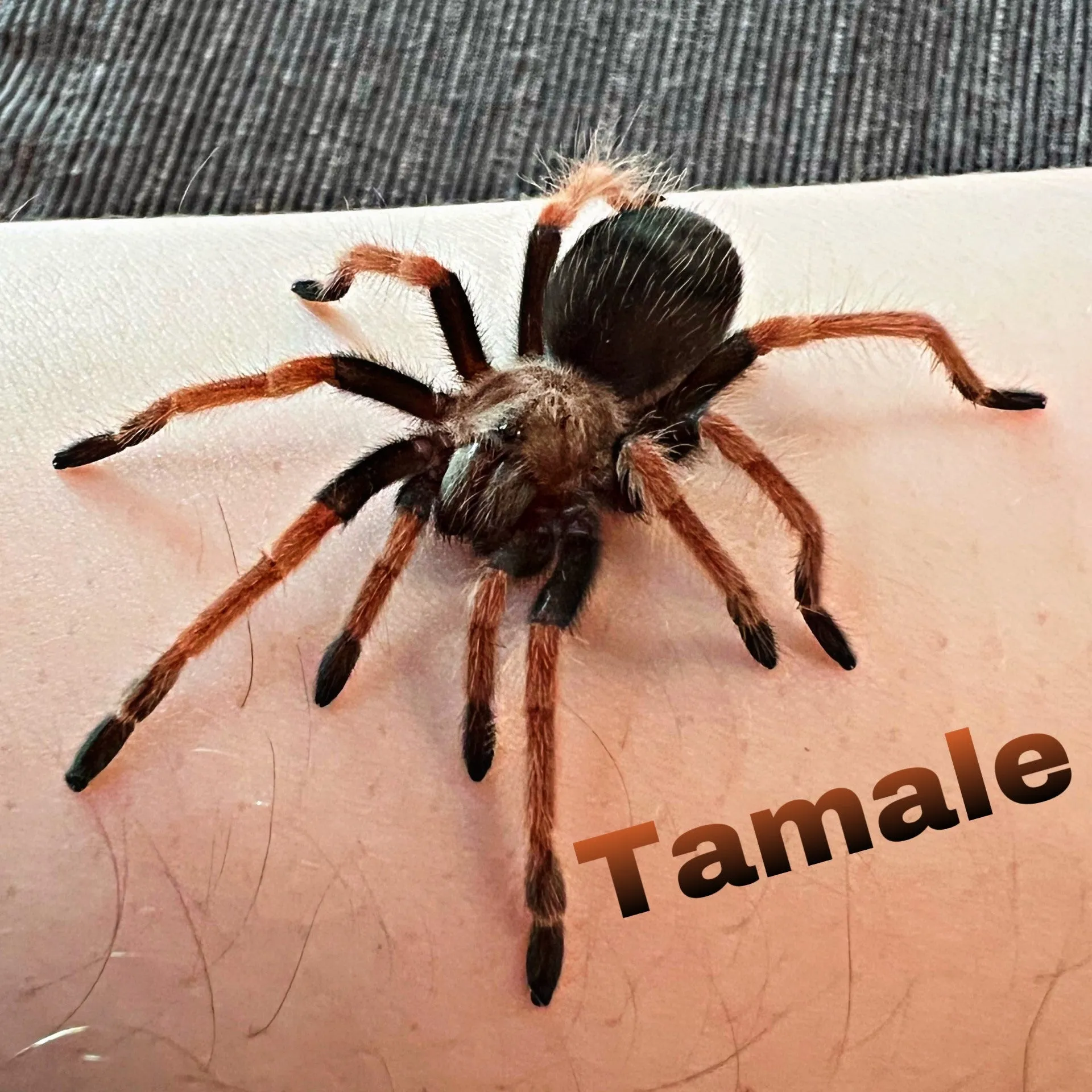 15285 mexican fireleg tarantula substrate