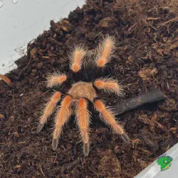 /img/15285-mexican-fireleg-tarantula-water.webp