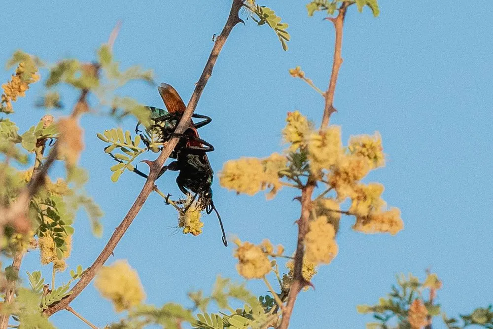 15287 tarantula hawk florida female