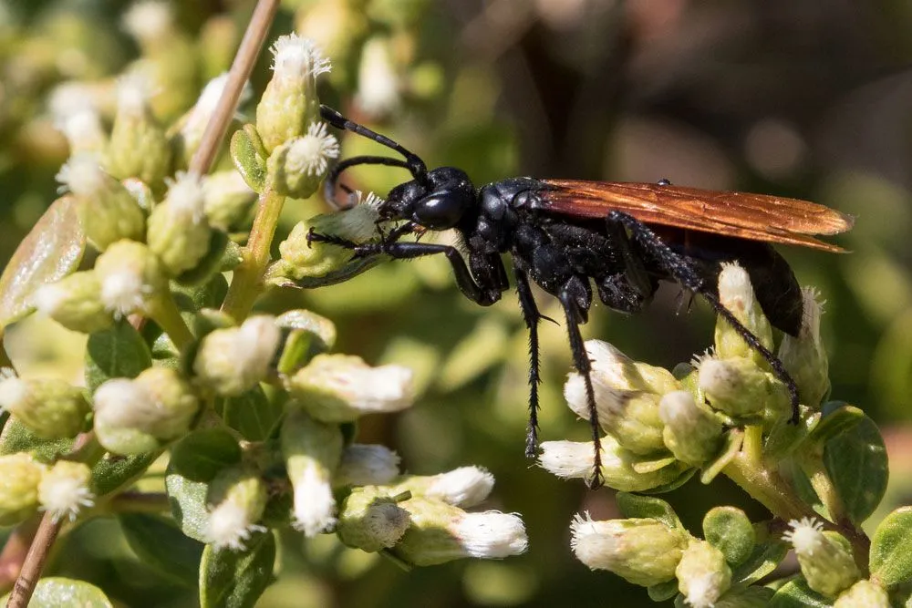 /img/15287-tarantula-hawk-florida-first-aid.webp