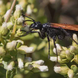 /img/15287-tarantula-hawk-florida-first-aid.webp